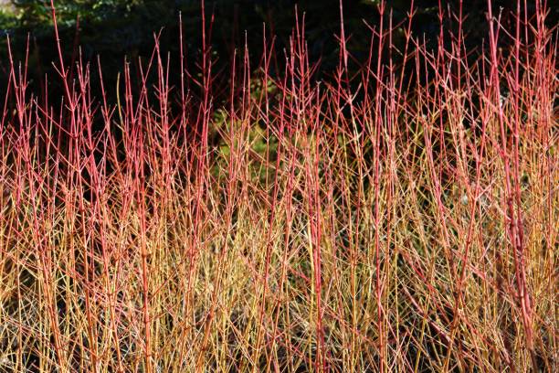 istock Full frame image of cornus or dogwood in winter 1373114288
