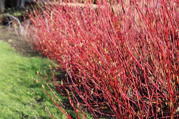 istock Red winter stems of cornus 1373114395