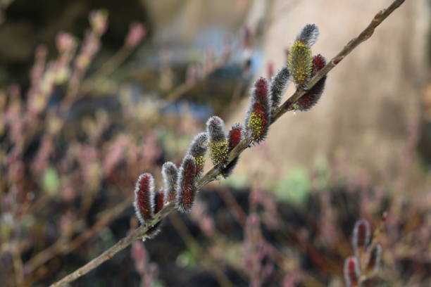 istock Spring scene of catkins on a twig 1373114487