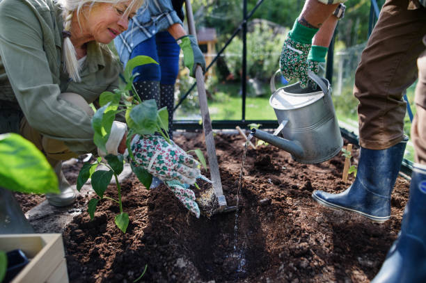 Close-up of senior women friends planting vegetables in greenhouse at community garden. A close-up of senior women friends planting vegetables in greenhouse at community garden. community garden stock pictures, royalty-free photos & images