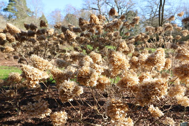 istock Close up of hydrangea flower heads in winter 1373114546