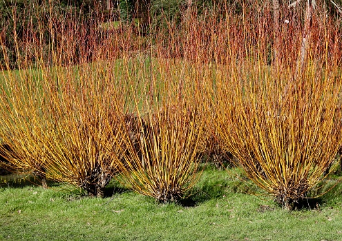 Winter stems of red dogwood or cornus bushes growing from grass lawn