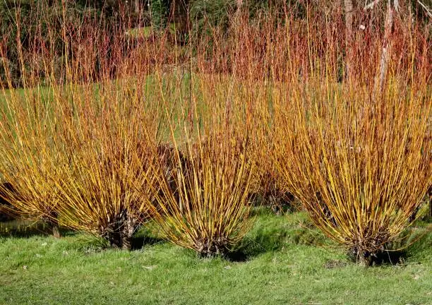 Winter stems of red dogwood or cornus bushes growing from grass lawn