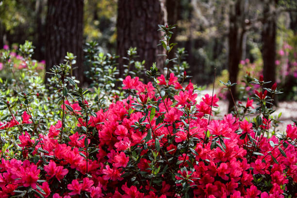 wild brilliant red bougainvillea flower vine bush blooming backyard bougainvilleas forest yard flowers garden stock photo