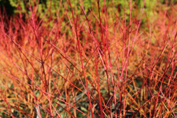 istock Winter stems of red cornus 1373114711