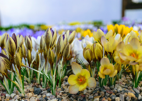 blooming variegated flowers, colorful spring flowers, petal fragments on a blurred background, selective focus.