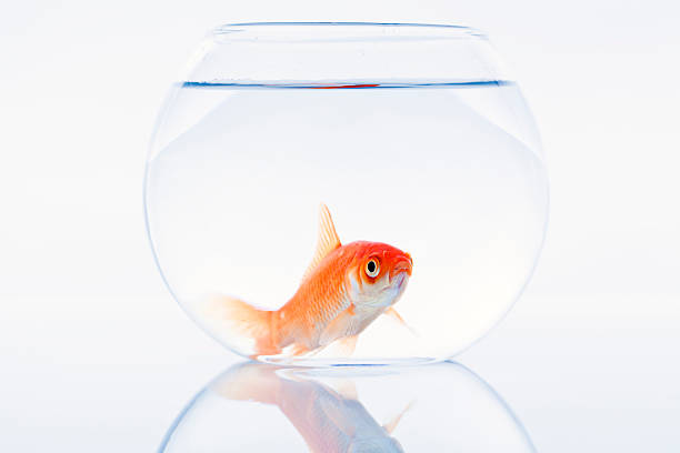 istock goldfish in small fishtank 137311675