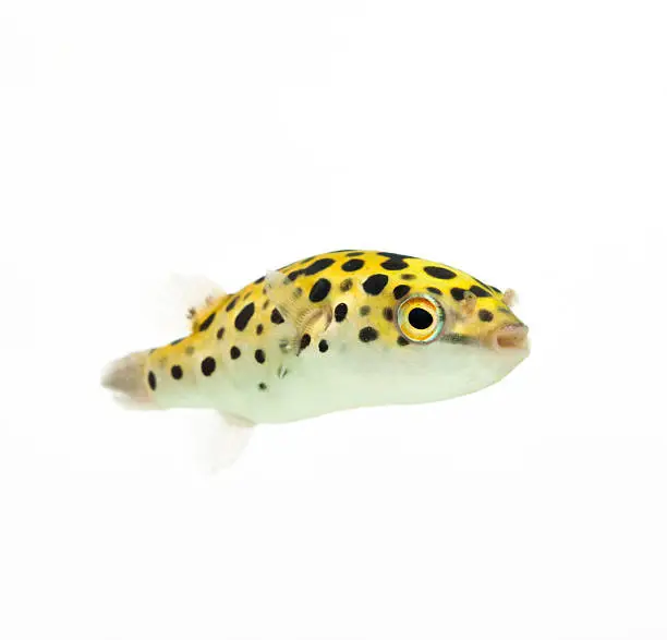 yellow spotted pufferfish
