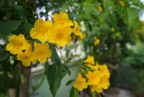 Soft focus,Close up Yellow elder, Yellow bells, or Trumpetflower, Scientific name is Tecoma stans in garden