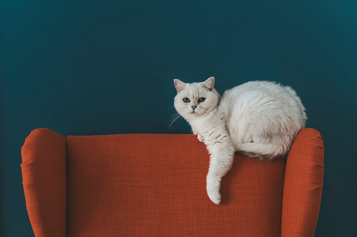 The cat is in the chair. A white British cat lies and rests on a large armchair in a cozy living room against a blue wall. High quality photo