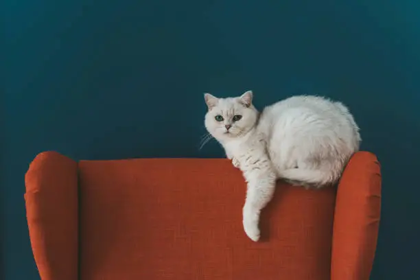 Photo of The cat is in the chair. A white British cat lies and rests on a large armchair in a cozy living room against a blue wall.