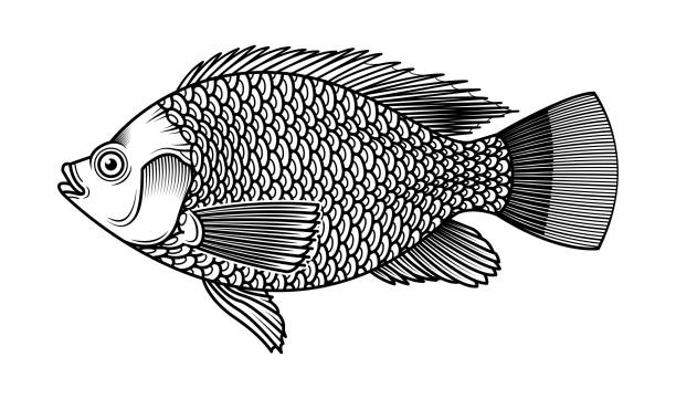 illustrazioni stock, clip art, cartoni animati e icone di tendenza di tilapia pesce vettoriale disegnato a mano - tilapia