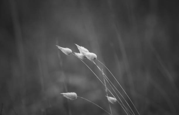 istock Minimalist nature details close up 1373119470
