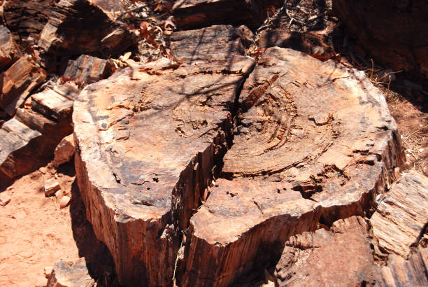paesaggio desertico di twyfelfontein - legno fossile foto e immagini stock