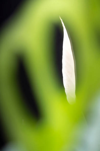 Spathiphyllum plant flower bud, framed in the photo, into a natural hole in a green leaf, leaf of Monstera adansonii (this plant usually have holes in its leaf).The photo is  predominantly green. The bud of the clivia have a halo, maked at the photo shot moment, because the lens of the camera had a neutral color filter. Also theres another tiny part of flower bud (is not visible practically) in one of the two holes of the monstera leaf.\nflower Bud / \