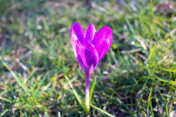 The crocus is illuminated by the sun