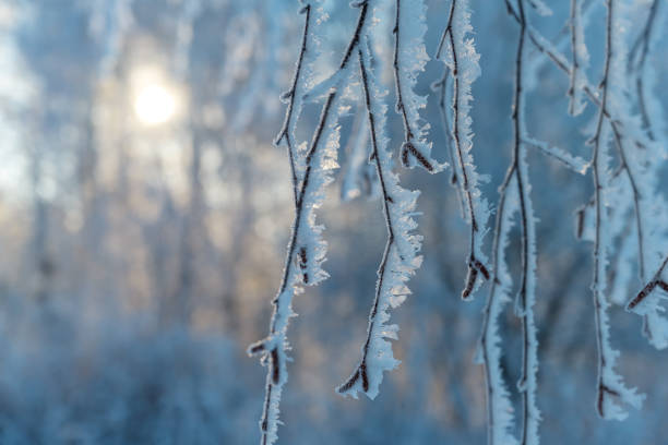 Thin graceful birch branches, covered with fluffy hoarfrost, hang down. close-up. In the distance you can see the snow-covered forest and the sun. Frosty winter morning in the Urals (Russia)