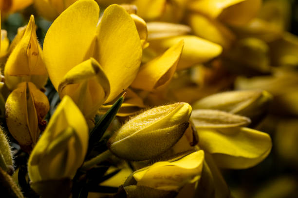 Yellow flowers of a gorse bush starting to open in spring. Selective focus.