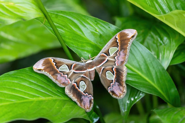 istock Colorful Giant Atlas Moth (Attacus atlas) on a green leaf. 1373122566