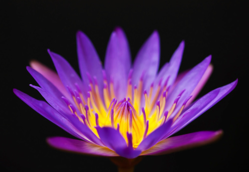Beautiful violet lotus for natural concept