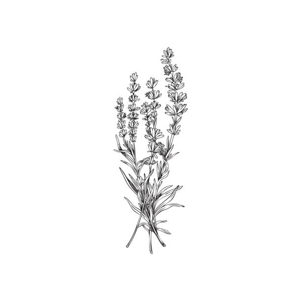 흑백 윤곽선이 있는 라벤더 무리, 흰색 배경에서 격리된 스케치 벡터 일러스트레이션. - lavender lavender coloured bouquet flower stock illustrations