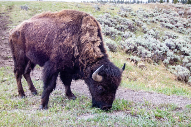 istock Bison (Bison bison) eating at Lamar Valley in Yellowstone National Park in May 1373123724