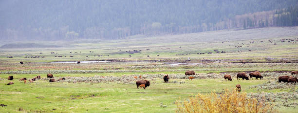 istock Bison (Bison bison) herd resting and feeding at Lamar Valley in Yellowstone National Park in May 1373123735