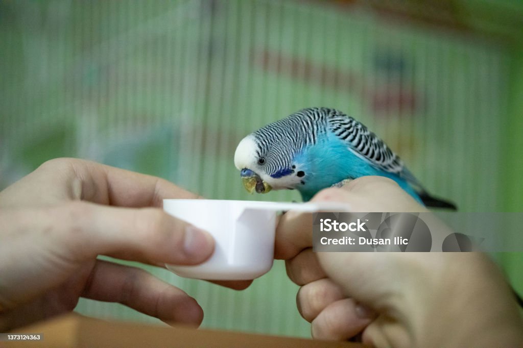 Parakeet eating from human hand Birdcage Stock Photo