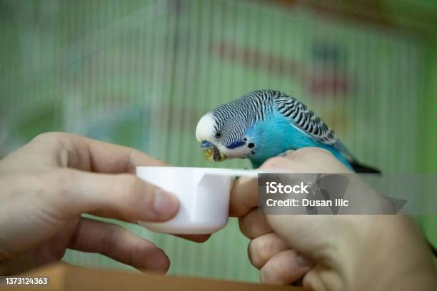 Parakeet Eating From Human Hand Stock Photo - Download Image Now - Birdcage, Budgerigar, Cage
