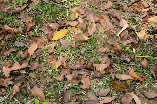 Colorful autumn fallen leaves on brown forest soil / grass background. Selective focus.