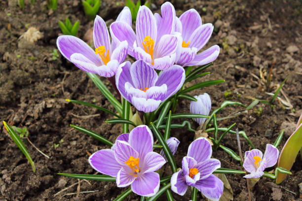 istock Beautiful blossoming crocuses flowers. Blooming snowdrops in spring. Selective focus. Close-up. Top view. Background. 1373125411