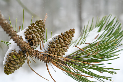 Pine cone and pine cone