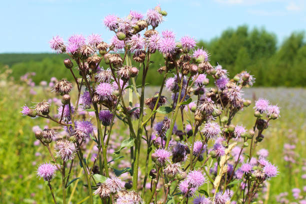 istock Beautiful flowers of burdock. Close-up. Selective focus. Background. 1373125897