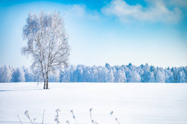 istock landscape forest frosty in winter 1373125907