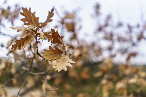 Dry oak leaves hanging from bare branches in winter.