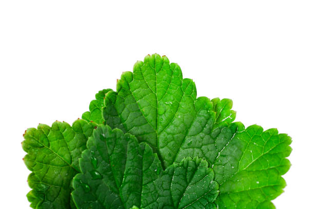 Fresh leaves of black currant