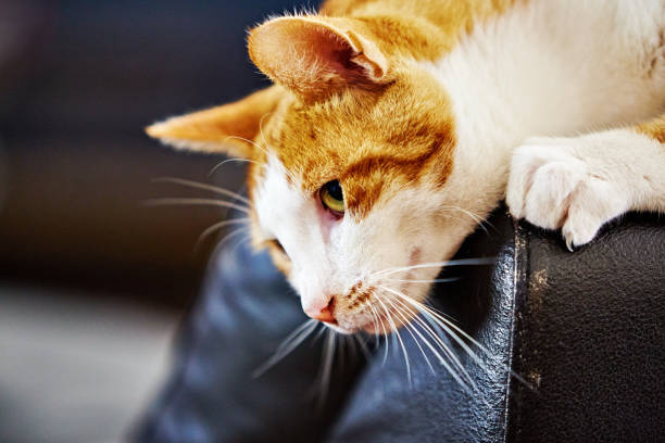 istock Young ginger and white cat peers down from his perch on the top of a sofa 1373126809