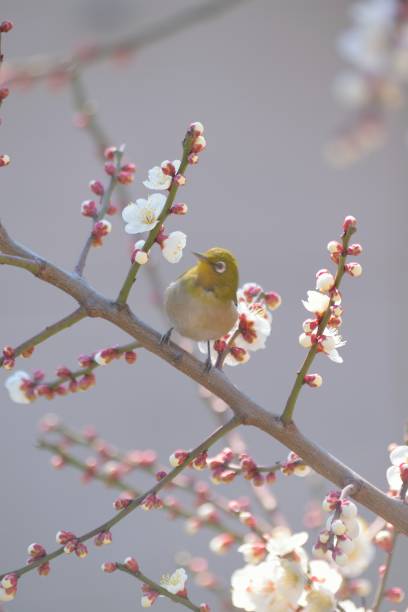 istock Japanese White Eye Bird on White Plum blossom tree 1373126895