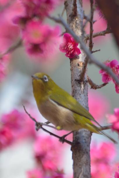 istock Japanese White Eye Bird on Pink Plum blossom tree 1373127010
