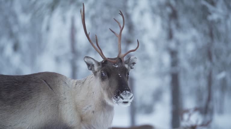 Reindeer looking around in snowy forest.