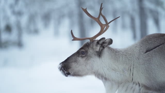Reindeer looking around in snowy forest.