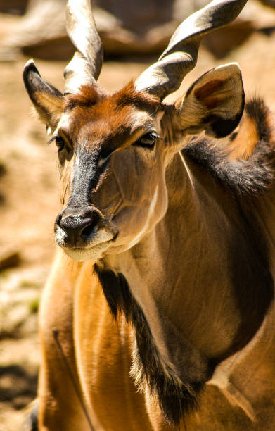un kudu macho muy guapo con sus cuernos retorcidos y en forma de sacacorchos. - eland fotografías e imágenes de stock
