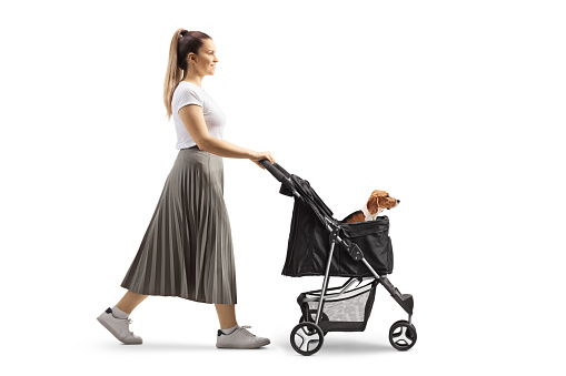 Full length profile shot of a young female taking a walk with a beagle dog in a stroller