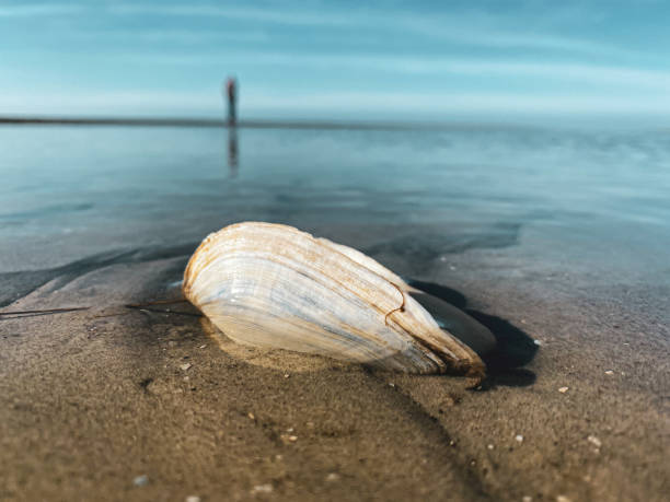 conchiglia sulla spiaggia di st. peter ording nel mare di wadden - cockle nature outdoors horizontal foto e immagini stock