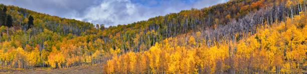 Daniels Summit autumn quaking aspen leaves by Strawberry Reservoir in the Uinta National Forest Basin, Utah, along Highway 40 between Heber and Duchesne, USA. stock photo
