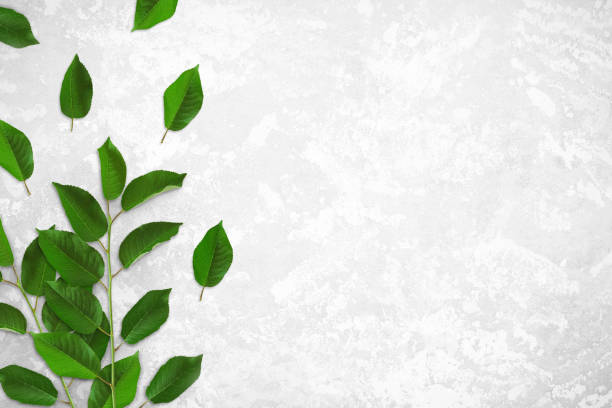 Natural green twigs with leaves on gray background. There is a place for your text or logo.