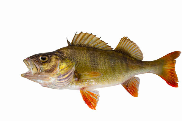 istock Freshwater fish. River perch isolated on white. Fish with open mouth. 1373133960