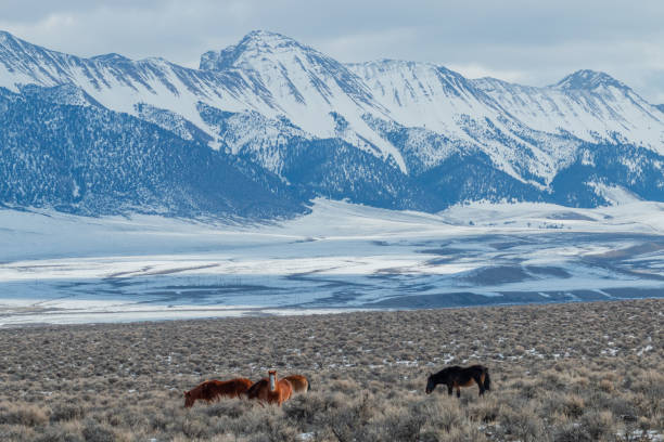 istock Wild Horses in Winter in Idaho 1373134001
