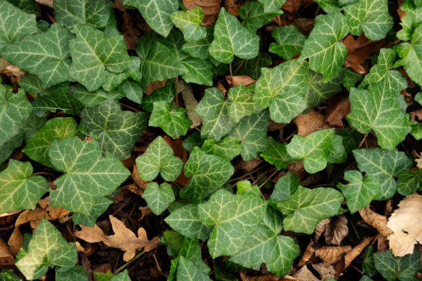 Textura de hoja verde. Hojas de fondo con textura - foto de stock