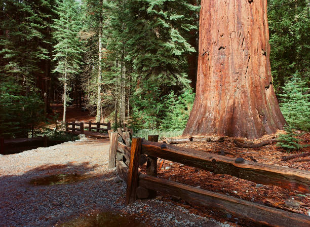 Giant Sequoias redwood trees in Yosemite California